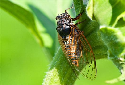 Cicadas in Montgomery County, MD
