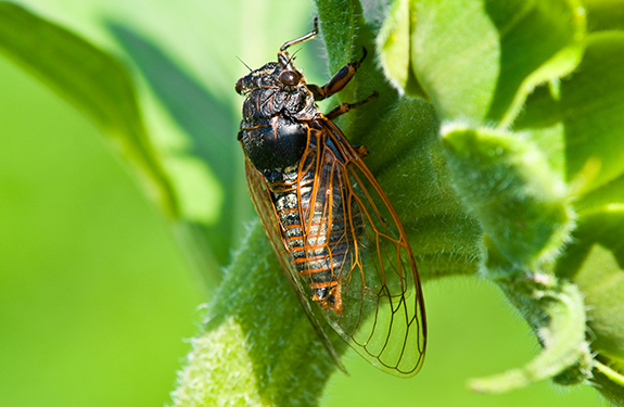 Cicadas in Montgomery County, MD