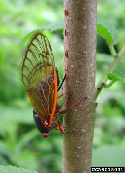 Cicada